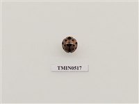 藏品(大突肩瓢蟲)的圖片